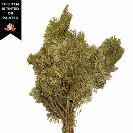 Arborvitae Gilded Gold Shimmer