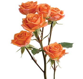 RoseSpray Mambo rprima