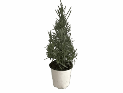 4" LAVENDER TREE