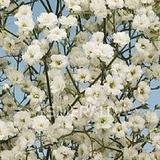 BB pearl blossom cont fl