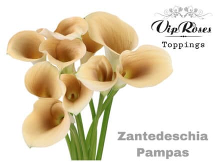 Calla Painted Pampass holl