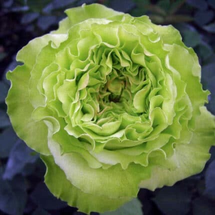 Super Green (Green) 12 stems