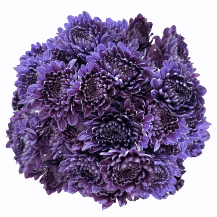 Pom Cushion Coral galleria