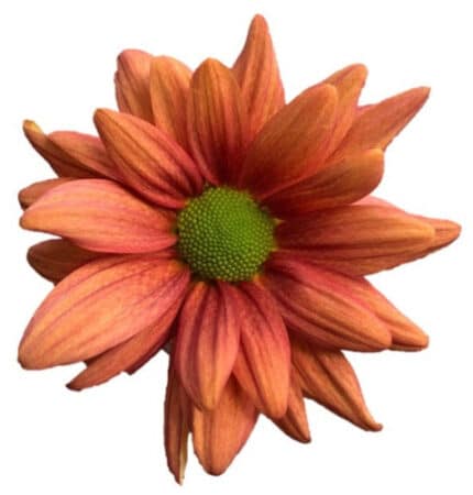 Pom Daisy Persia rio