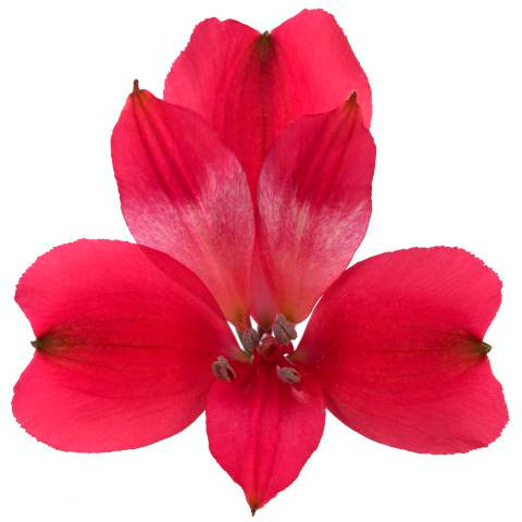 810f386a-b060-43f5-bfee-1067facbd032.jpg Alstro. Secret gdns supsel htp - Image 1