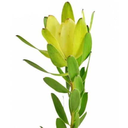Leucadendron Goldstrike 70cm h