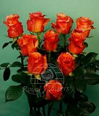 Rose Milva 40cm rfi