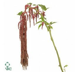 Amaranthus HangCoralFtn holl