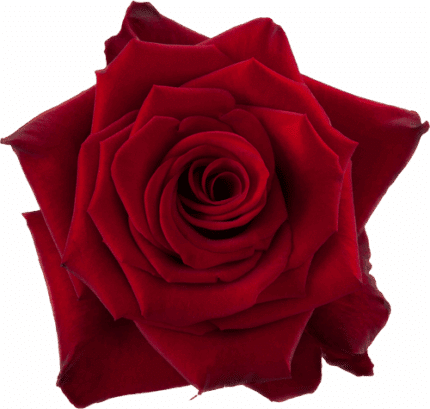 Rose Red Paris 40cm rprima