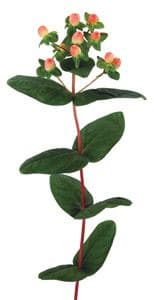 Hypericum CocoYoko peach 70cm