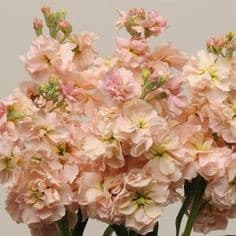 Stock Peach evergreen