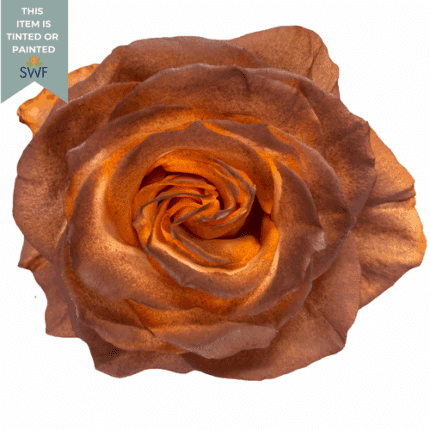 Rose Pumpkin 50cm Florecal