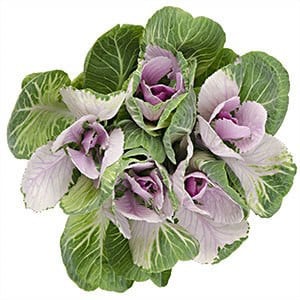 Kale Bicolor holl(st)