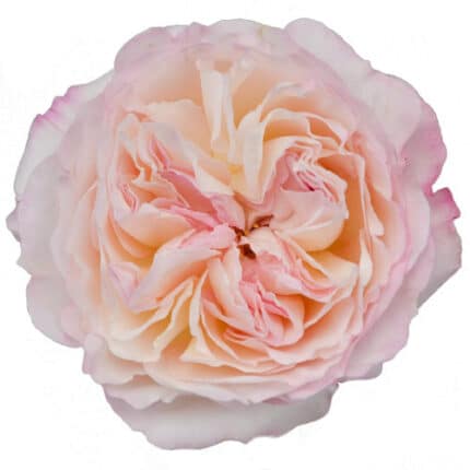 Rose Kiera gdns rprima x12