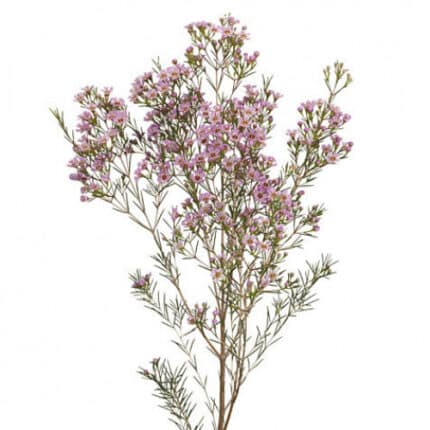 Waxflower Lt Pink misty