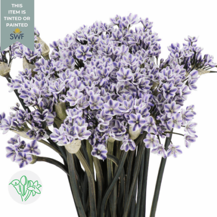 Allium Dyed Purple holl