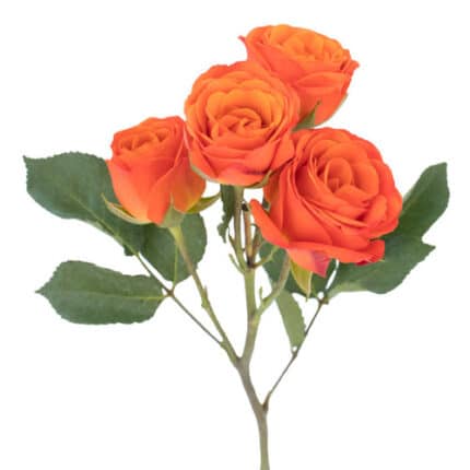 RoseSpray Org Mambo trilogy