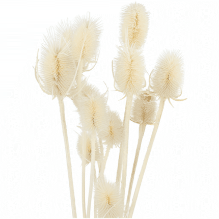 Dried Cardo Natural holl