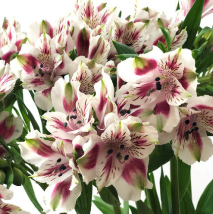 Alstro BellaBlossom florisol