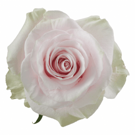 Rose Pink Mondial 80cm Naranjo