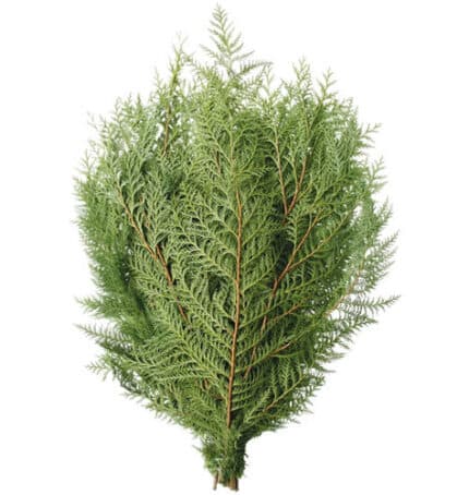 Po Cedar