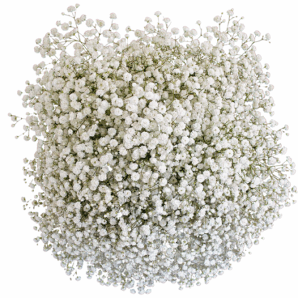 Baby's Breath Grandtastic much