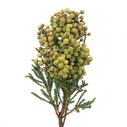 Berzellia green holex
