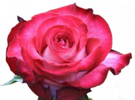 Rose Riviera 40cm rprima