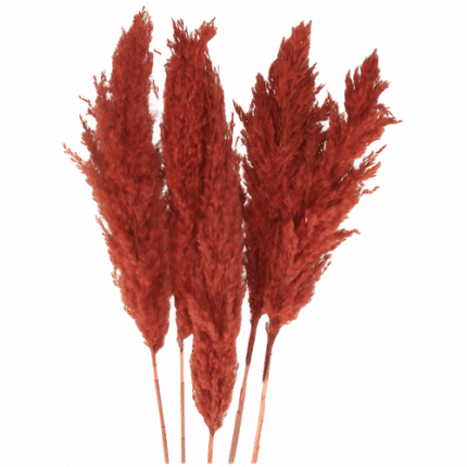 Dried Cortaderia Red holl