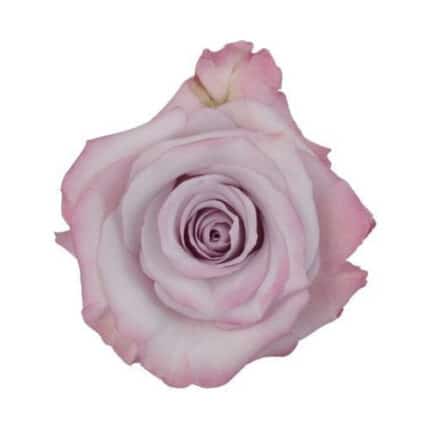 Rose PurpleHaze 50cm rprima