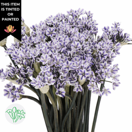 Allium Neopolitanum Dyed Lila
