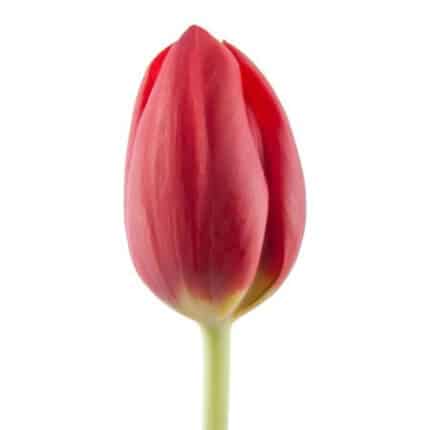 Tulip Renegade holl super