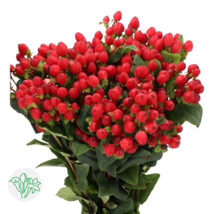 Hypericum Triumph holl