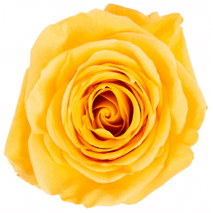 Rose Bubblebee 60cm Tessa