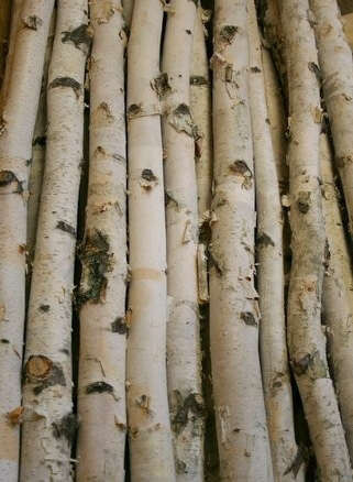 Birch Stick 1" diameter 18"
