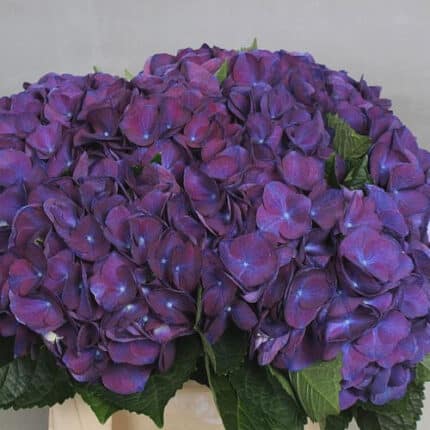 Hydrangea Magical Anne holl (stem)
