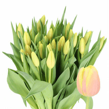 Tulip Yellow Peach holl dmaste