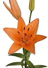 Tressor lily canadal orange