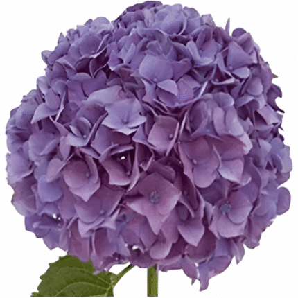 Hydrangea Purple trilogy stem