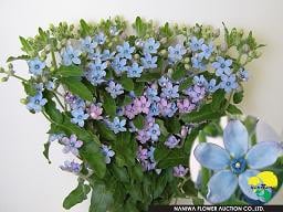 Oxypetalum blue jap tweedia