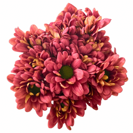 Pom Daisy AmorDreamy (Salmon)G