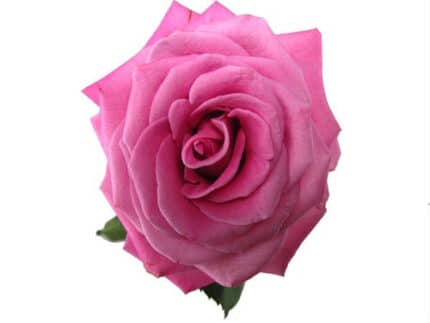 Rose Parmida 50cm naranjo