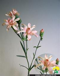 Dianthus queen jap