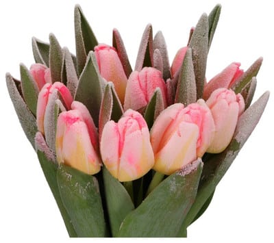 Tulip Dyed Sugar Candy holl