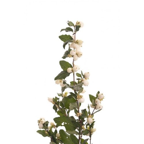 8268f207-51ab-47d0-bc08-7a444a68ef47.jpg Snowberry Mag White Dream holl - Image 1