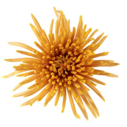 Mum Delistar Cocoa Gold Bronze