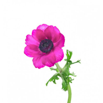 Anemone Fuschia holl