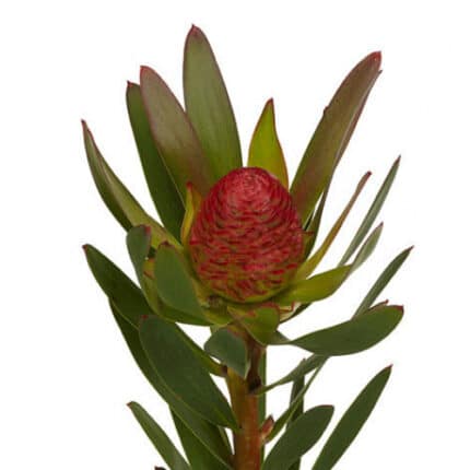 Leuco Ayoba Sky holex