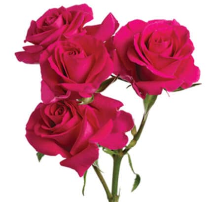 Rose Spray Super Nova Fresca