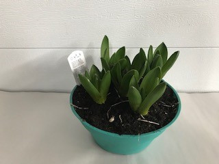 7" POTTED HYACINTHS